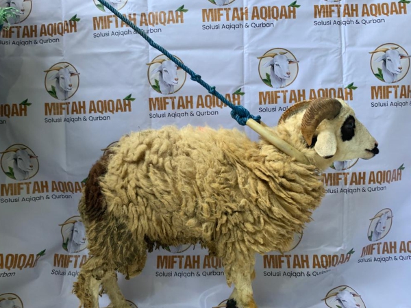 miftahaqiqah domba (1)