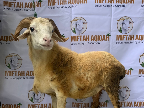 miftahaqiqah domba (2)