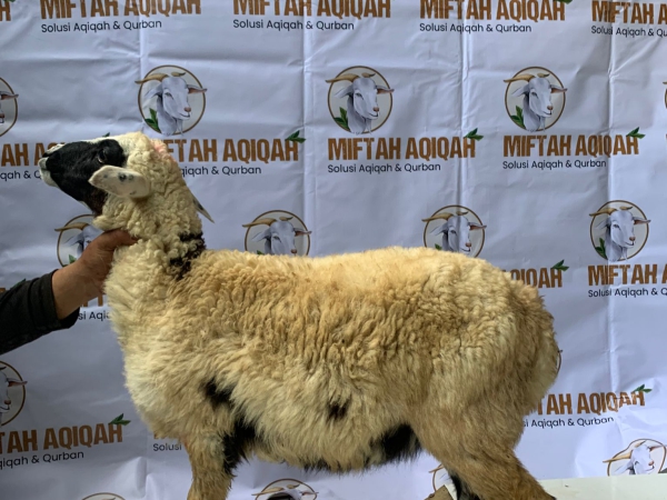 miftahaqiqah domba (3)