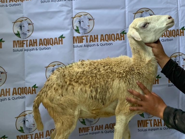 miftahaqiqah domba (5)
