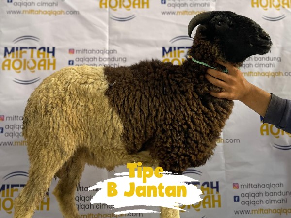 domba b jantan