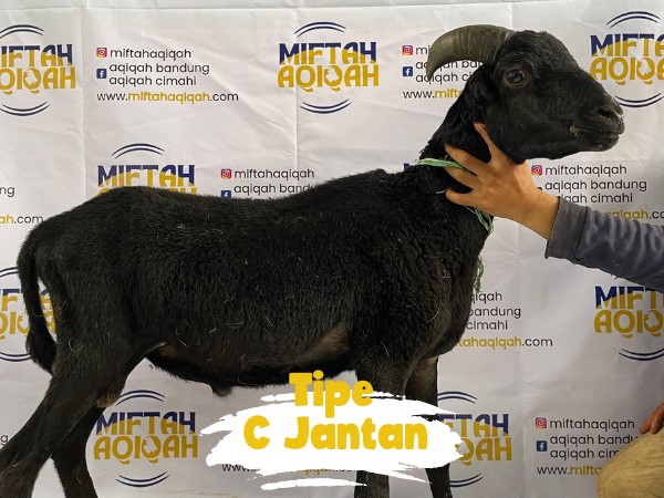 domba c jantan