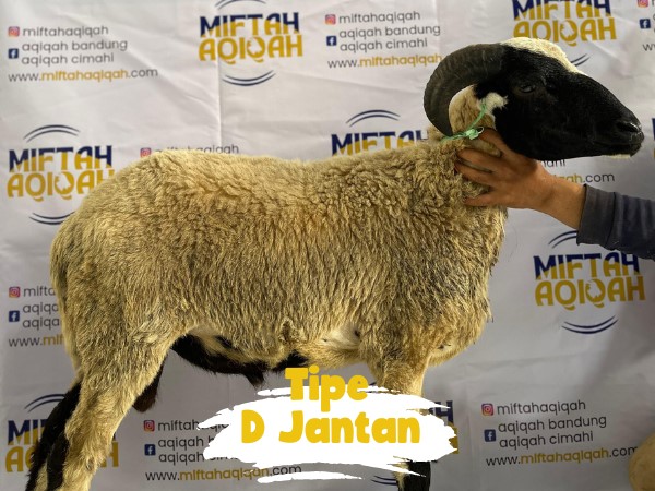 domba d jantan