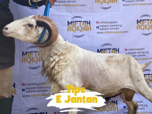 domba e jantan