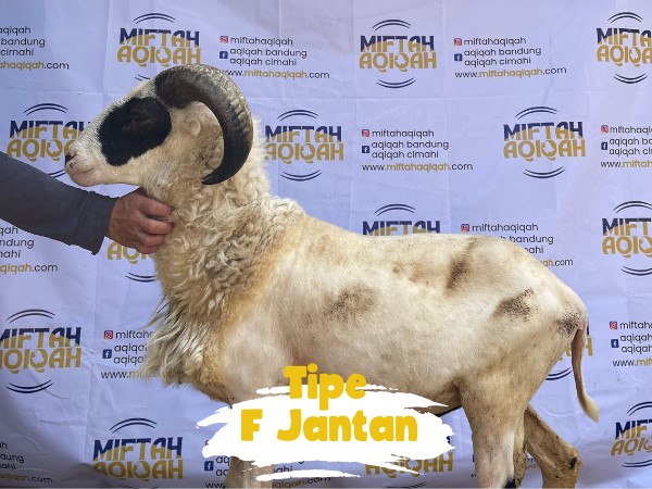 domba f jantan